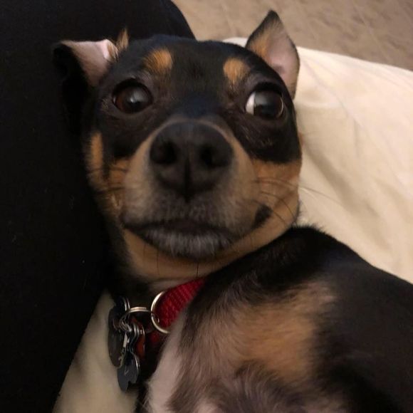 Meet your Posher, Arielle - Picture 1 of 1